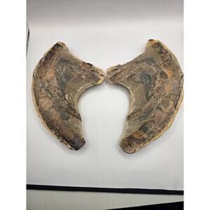 Vinctifer comptoni Fossil Fish – Split Pair Slab, Brazil – 9.5" Specimen